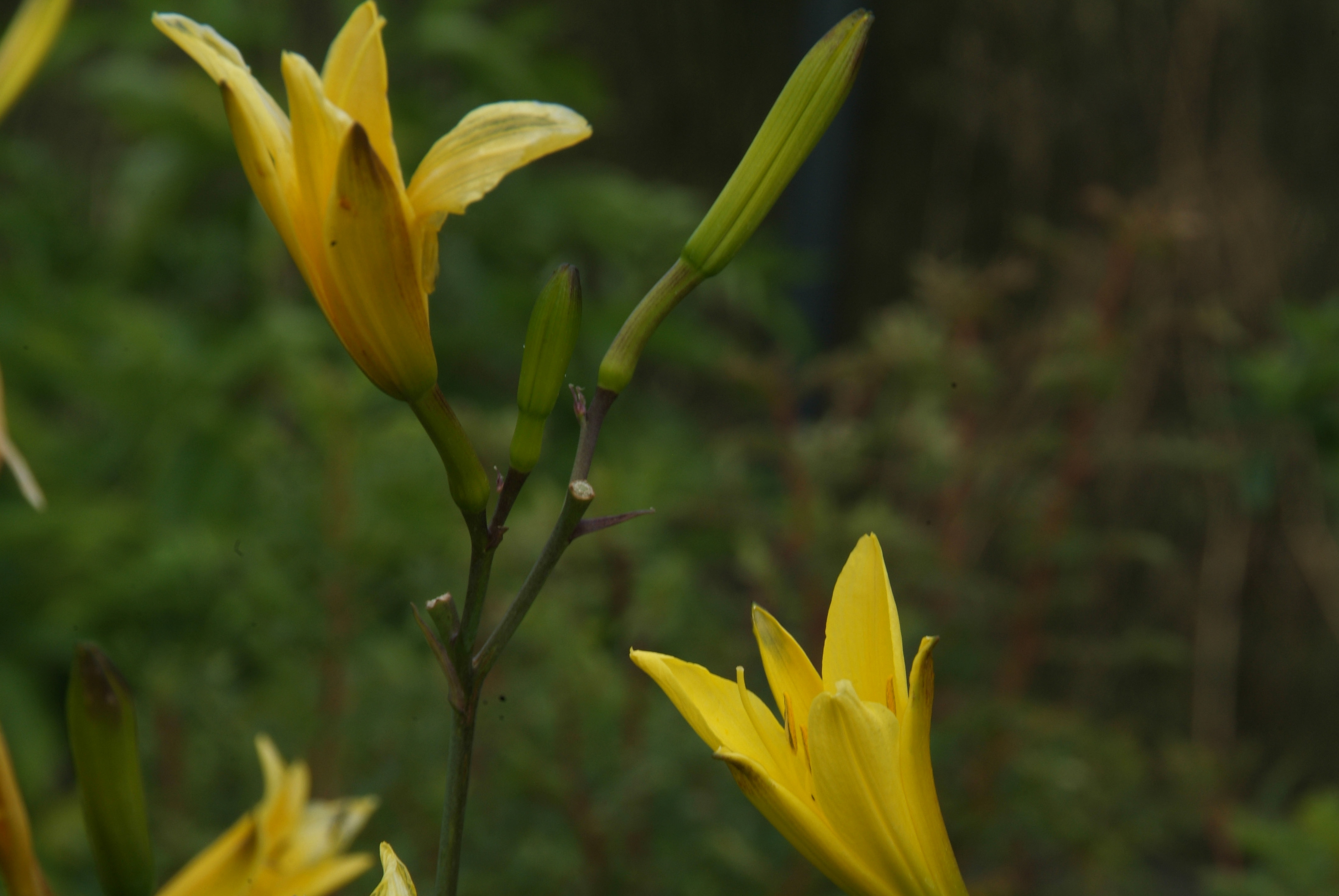 Hemerocallis citrina Daglelie bestellen